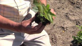 How To Plant Blackberries [upl. by Atinar]