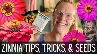 ZINNIAS Tips Tricks amp Seeds 🌸🌸🌸  All About Zinnias  How To Grow Zinnias From Seed [upl. by Angelo561]