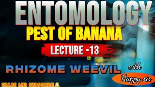 Lecture 13 Rhizome weevil  Pests of banana  Entomology Important Pests  5th semester entomology [upl. by Constance]