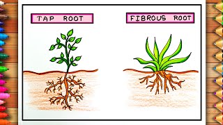 Tap and Fibrous Roots Drawing  Tap and Fibrous Roots Poster  Tap and Fibrous Roots Easy Drawing [upl. by Nonnel]