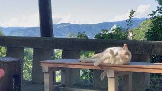 【静岡県】伊豆山神社の境内の気高き猫さま【熱海】※蝉音注意 [upl. by Helbonna]