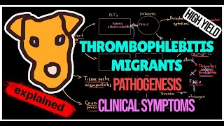 Thrombophlebitis migrants Trousseau syndrome Pathogenesis Symptoms Treatment [upl. by Tj617]