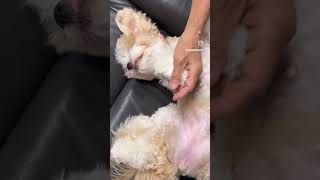 🤭 3 things i am good at dogshorts happydog naaicha sleepydog sleepingdogs dogstagram dogs [upl. by Kial755]