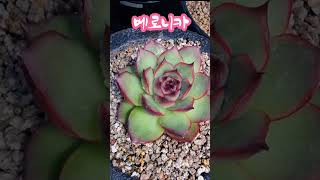 베로니카 나훈아삶conophytum 多肉植物 다육식물 창 금 아로마다육 [upl. by Ennaegroeg488]