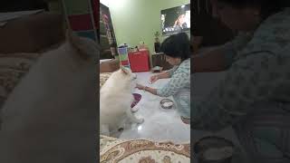 My fav curd rice ❤🧿💜 pets doglover petparent dog puppy cute love youtubeshorts trending [upl. by Jennilee]