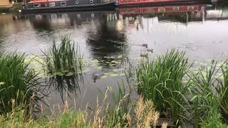 BidfordonAvon River Avon amp the Big Meadow Evening Chill Out [upl. by Johnath]