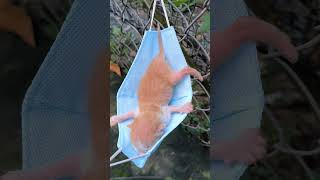 Cutest Hammock Nap Ever Watch This Adorable Kitten Relax kitten [upl. by Neitsirhc]