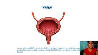 Sistema urinario y sistema endocrino Garcia Solis Maria [upl. by Oaht]