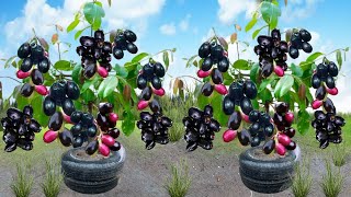 Best Ideas for Growing Java Plum tree great ideas of propagation Java Plum tree [upl. by Naugan]