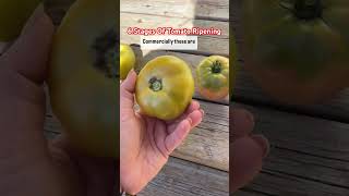 Tomato Ripening Stages Harvest at Stage 2 SeptemberonShorts [upl. by Suoilenroc766]