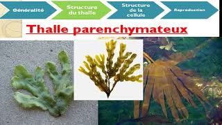 Cours de biologie végétale chapitre des algues botanique [upl. by Ranee]