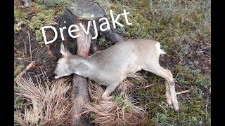 Drevjakt Rådjur [upl. by Kitty]