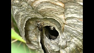 Baldfaced hornet nest [upl. by Nesbitt948]