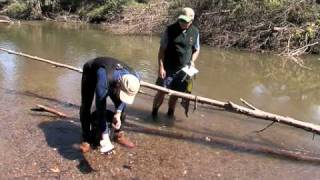 Freshwater Mussels [upl. by Thetisa]