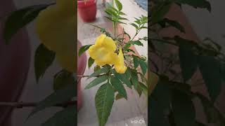 Beutiful flowers 🌺🌹 WhatsApp status flowers nature naturephotographyshortsfeed viraltrending [upl. by Richman]