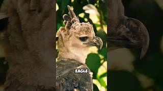 Harpy eagle The majestic predator of the rainforest  wildlife wonders [upl. by Bertasi464]