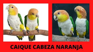 El CAIQUE de VIENTRE BLANCO o caique de CABEZA AMARILLAnaranjadocumentalhablandocuidadosloro [upl. by Corson736]