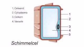 Cellen en hun onderdelen [upl. by Esertap]