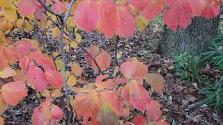 Large Bottlebrush Fothergilla major [upl. by Berenice]