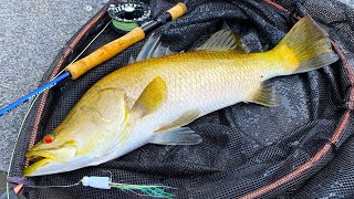 Flyfishing Tropical Saltwater Tips for Beginners amp Barra on Surface [upl. by Iznik]