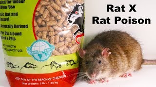 Why Rat X Is The Only Rat Poison I Will Ever Use  Safe amp Effective  Mousetrap Monday [upl. by Mira]