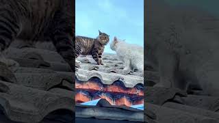 Two fighting cats funny funncats catfunny funnucats animals funntcats pets [upl. by Janeen101]