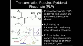 Vitamin B6 Pyridoxal Phosphate [upl. by Nwahsav]