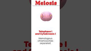 Meiosis animation biology meiosis [upl. by Daley]