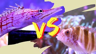 Longnose Hawkfish VS Two Spot Hawkfish THE BEST Fish For Your Reef Aquarium [upl. by Ifill]