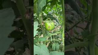 Protección de FLOR en TOMATE 🍅 hortalizas plantas horticultura agronomos hortalicas agro [upl. by Renny]