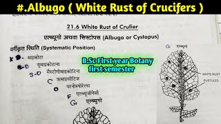 Albugo part1  White Rust of Crucifers  Albugo Structure and Reproduction BSc 1st year Botany [upl. by Eseerahs332]