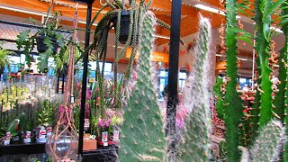 ETIOLATION on Cactus Plants What it is The Causes amp How to Prevent Stretched out Cactus Plants [upl. by Costanzia455]