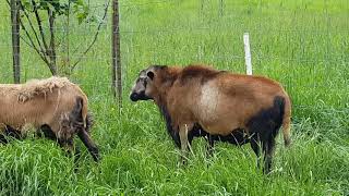 Barbados Blackbelly Sheep  Bush Creek Farm [upl. by Samled]