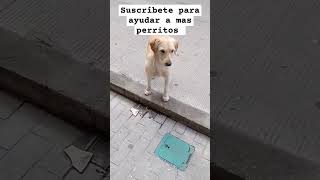 Perrito Hambriento [upl. by Semreh]