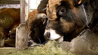 Les éleveurs de quotHAUTEquot la vache Aubrac égérie du salon de lagriculture 2018 témoignent sur SOBAC [upl. by Drofnats]