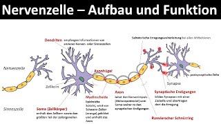 Nervenzelle  Neuron  Aufbau und Funktion Biologie Neurobiologie Oberstufe [upl. by Olnton]