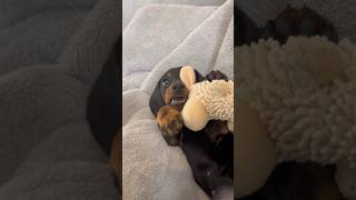 Just a dachshund puppy playing with her toy llama🦙🩷dachsund puppy dog cutedog dogshorts cute [upl. by Elatnahs716]