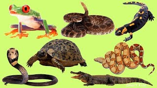 Learn names and Sound Amphibians and reptiles in English for Children [upl. by Berthoud]