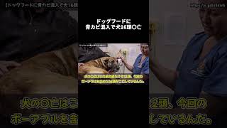 ドッグフードにカビ生えて犬が・・ ドッグフード カビ 犬 [upl. by Aridan]