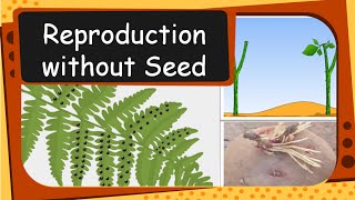 Science  Plant Reproduction without seed  English [upl. by Eiahpets617]