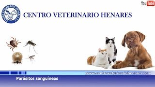 Leishmania FilariaParásitos sanguíneos en perros [upl. by Lednar611]