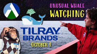 Tilray Brands Unusual Activity for October 1 [upl. by Pillihpnhoj]