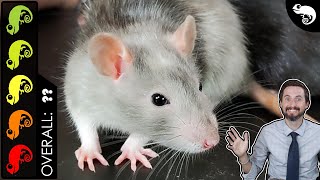 Rat The Best Pet Mammal [upl. by Ronny]