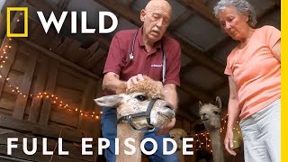 Tater Swift and the Ailing Alpaca Full Episode  The Incredible Dr Pol [upl. by Acinaj]