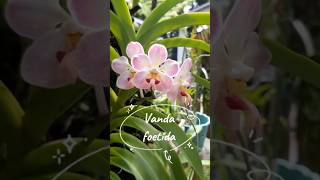 about Vanda foetida vandaorchids orchids orchidaceae [upl. by Hewett584]