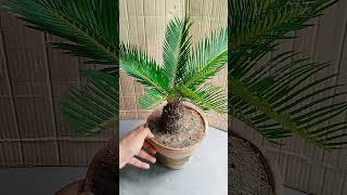 cycas revoluta exotic trending viralreels reels youtubeshorts youtubeviralvideos [upl. by Atirrehs426]