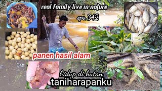 berkah hidup di hutan panen singkong sayuran dan jaring ikan untuk lauk ibu hidup di hutan eps 342 [upl. by Arrek]