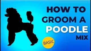 How to Groom a Poodle Mix The Basics [upl. by Assylla133]