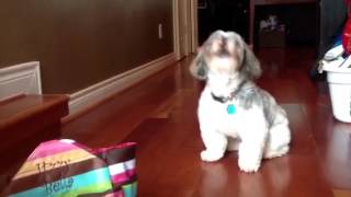 Shih Tzu howling [upl. by Mauretta]