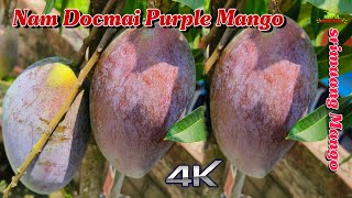 nam dokmai purple mango 9734307077 [upl. by Alleon]